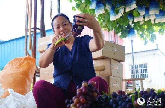 河南社旗：葡萄丰收果农乐