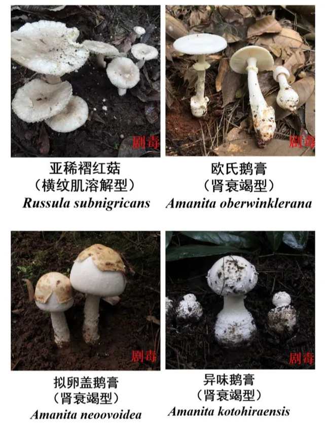 痛心,！誤食毒蘑菇一家六口中毒，5歲男童不幸去世