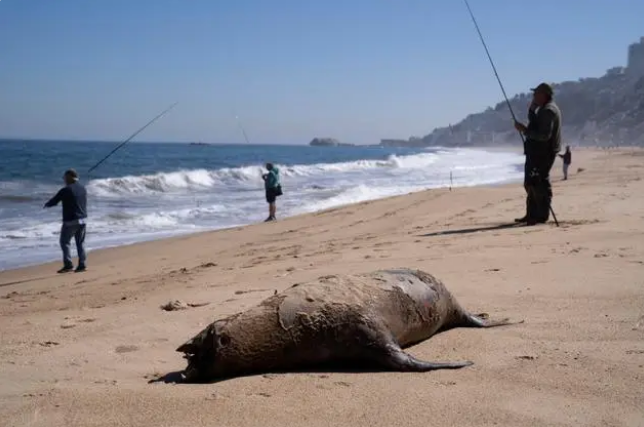 智利禽流感病毒持续蔓延 已有1535只海豹和730只企鹅死亡