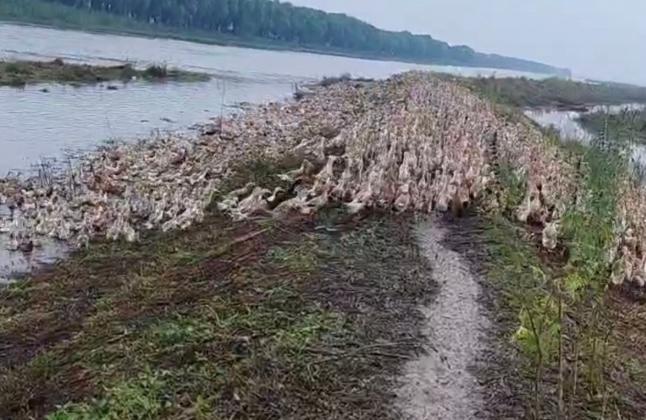 武汉“千鸭漂流”主人找到了 鸭主急寻失散鸭群