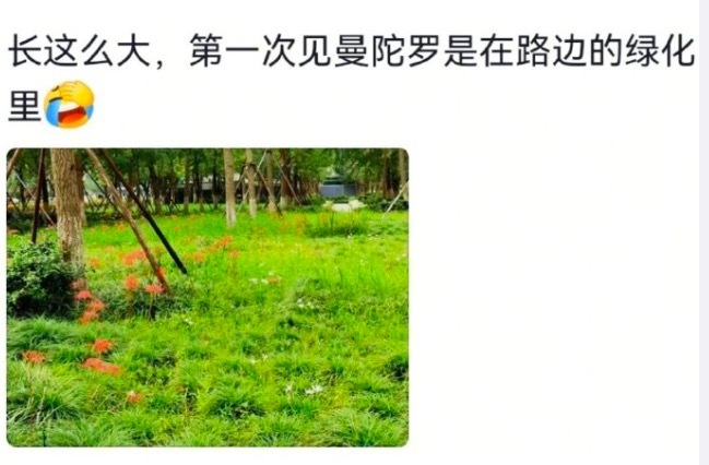 南边绿化带是要进修吗?