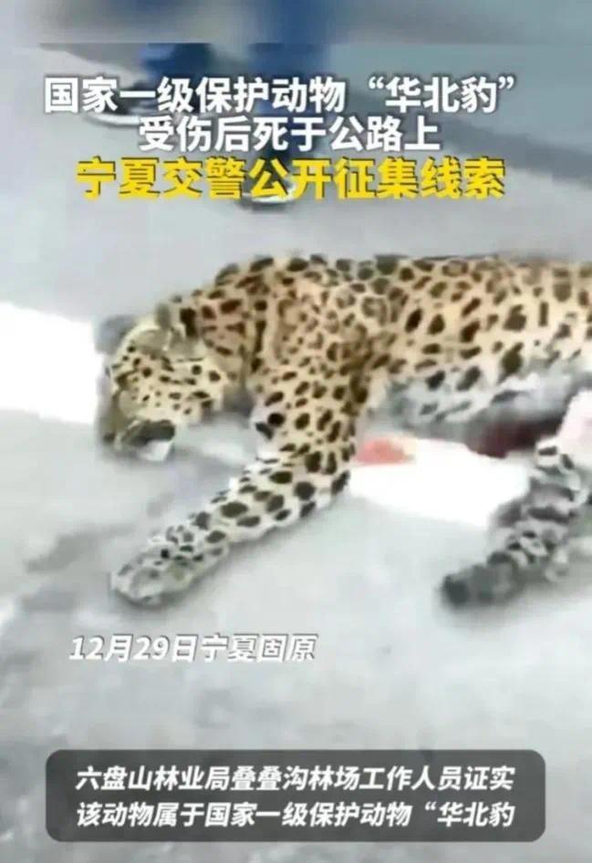 华北豹被撞身亡！司机第一时间应报警处理而不是逃避逃逸