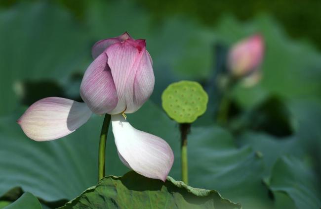 四季皆芳菲,这座城市“人间四月天”全年不打烊