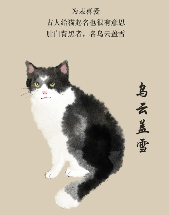 《古人养猫图鉴》：清代少女撸猫手记