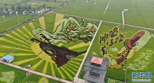 8月16日拍摄的稻田画《神笔马亮》，这里也是电影《我和我的家乡》取景地（无人机照片）。新华社记者 杨青 摄
