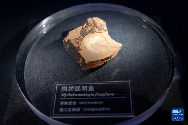 10月14日在澄江化石地世界自然遗产博物馆拍摄的凤娇昆明鱼化石。