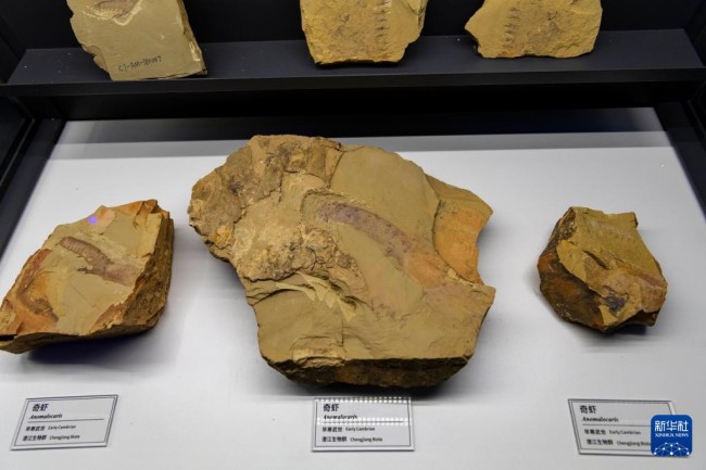 这是10月14日在澄江化石地世界自然遗产博物馆拍摄的奇虾螯肢化石。新华社记者 陈欣波 摄