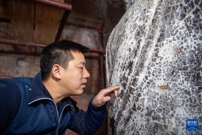 　　11月12日，修缮工程现场负责人张俊杰在查看造像的大漆层（金箔）龟裂病害。新华社记者 唐奕 摄
