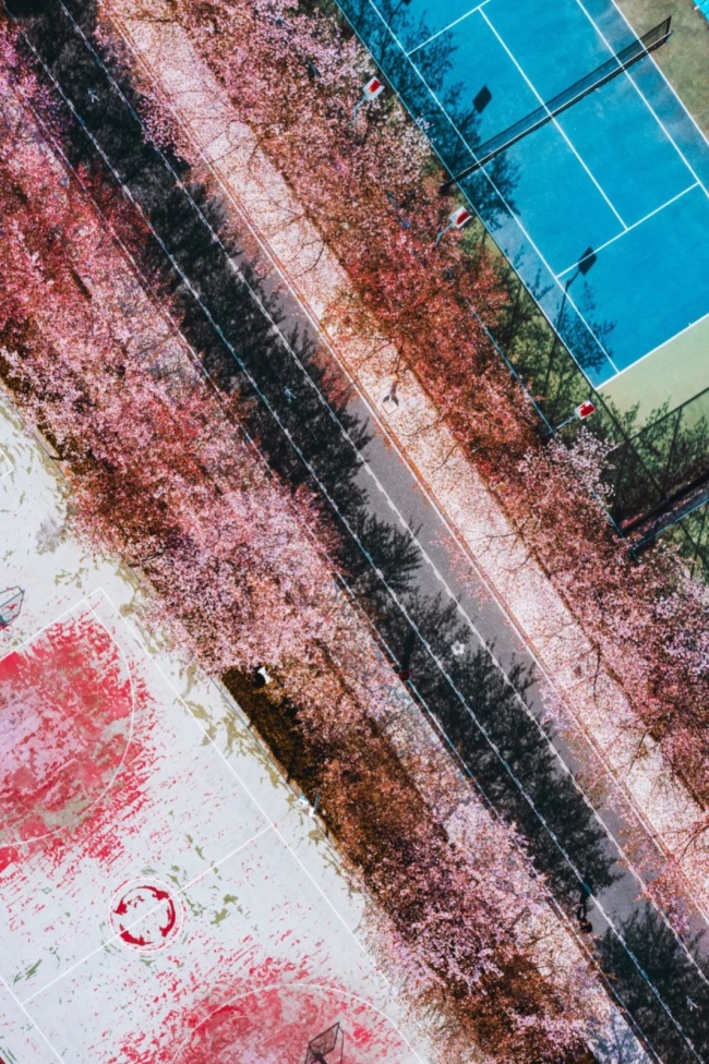 同济大学，樱花道。摄影/卡瓦格博