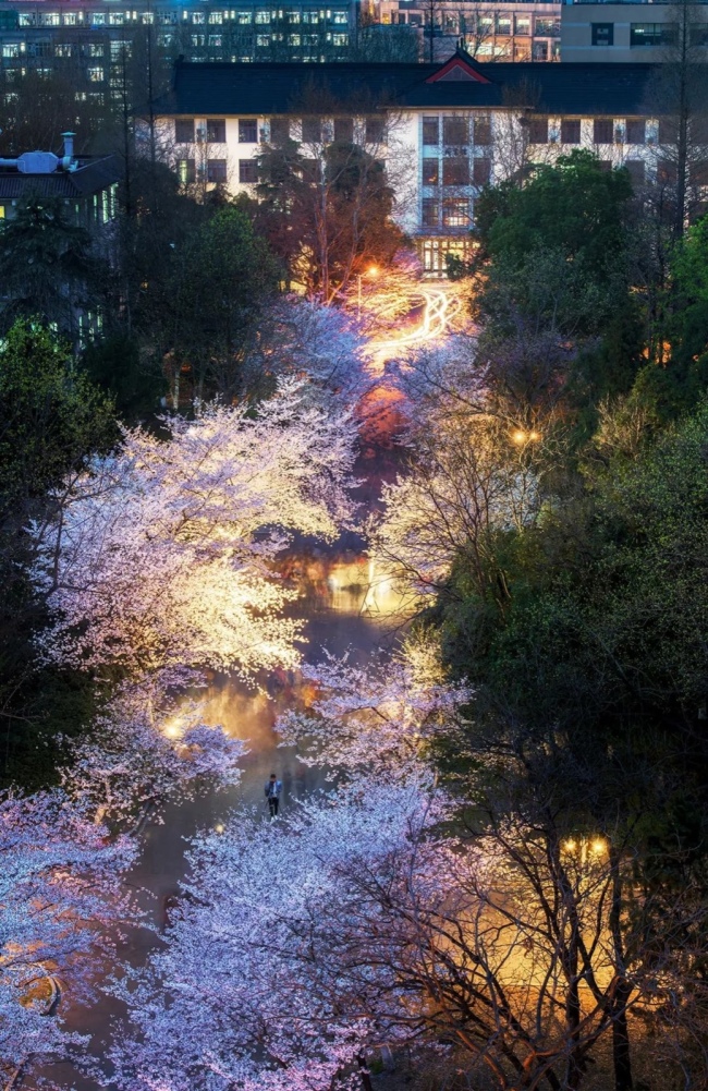 南京林业大学，樱花之夜。摄影/熊伟