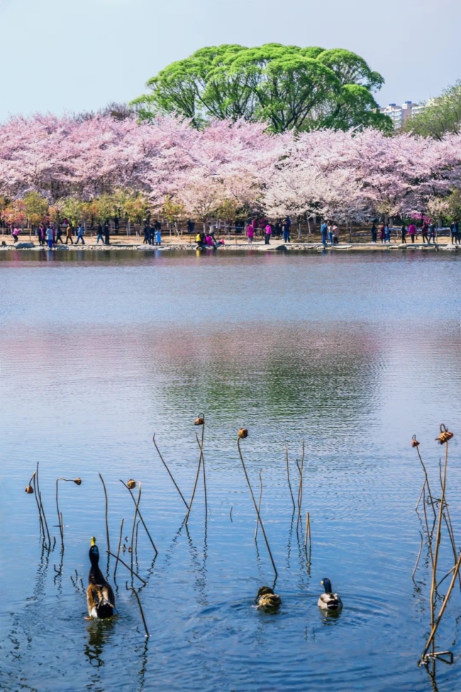 北京玉渊潭公园，樱花初放。摄影/何嵘