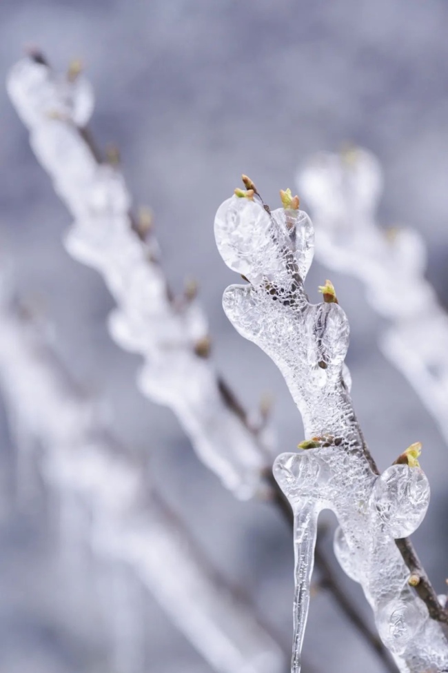 樱花自带抗寒体质，冰雪中也能含苞欲放。图/视觉中国