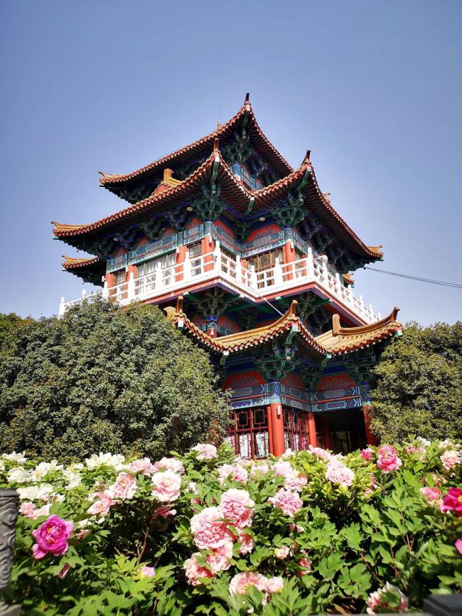  中国“国花”，究竟应该花落谁家？ 