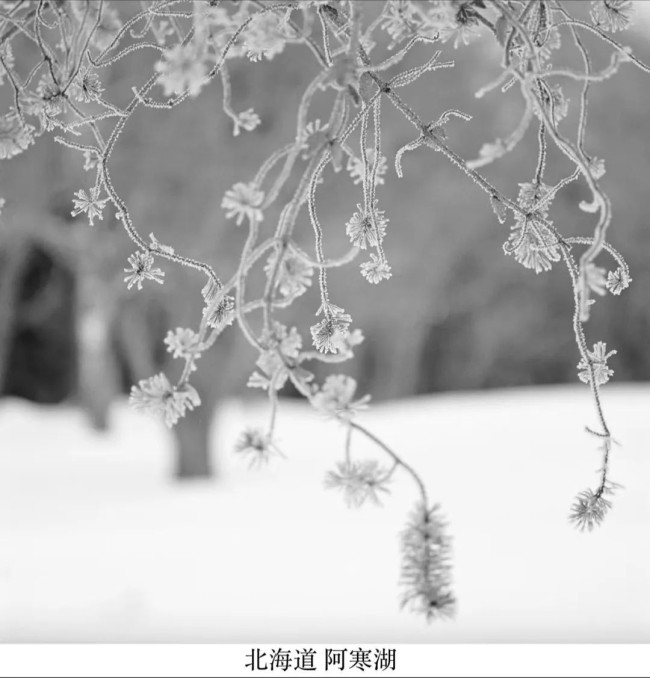 《北京的樱花 北海道的雪》