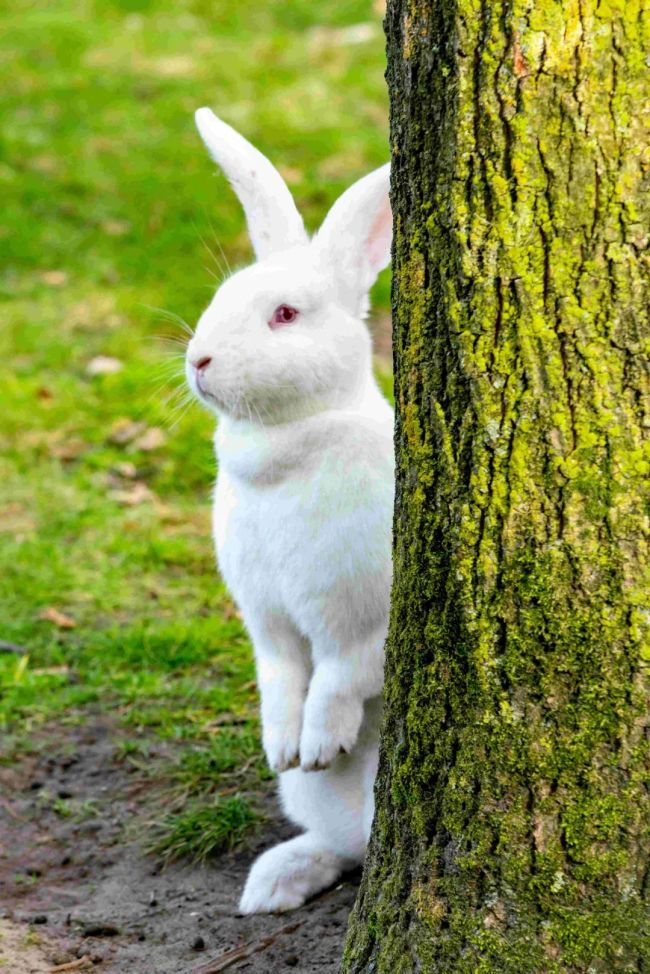 不懂就问，兔兔何以成为中秋的可爱担当？