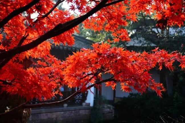 中国最好的秋色，被宋朝人写绝了