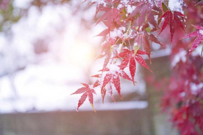 百年难遇“早立冬”来了！有啥讲究？早看早准备！