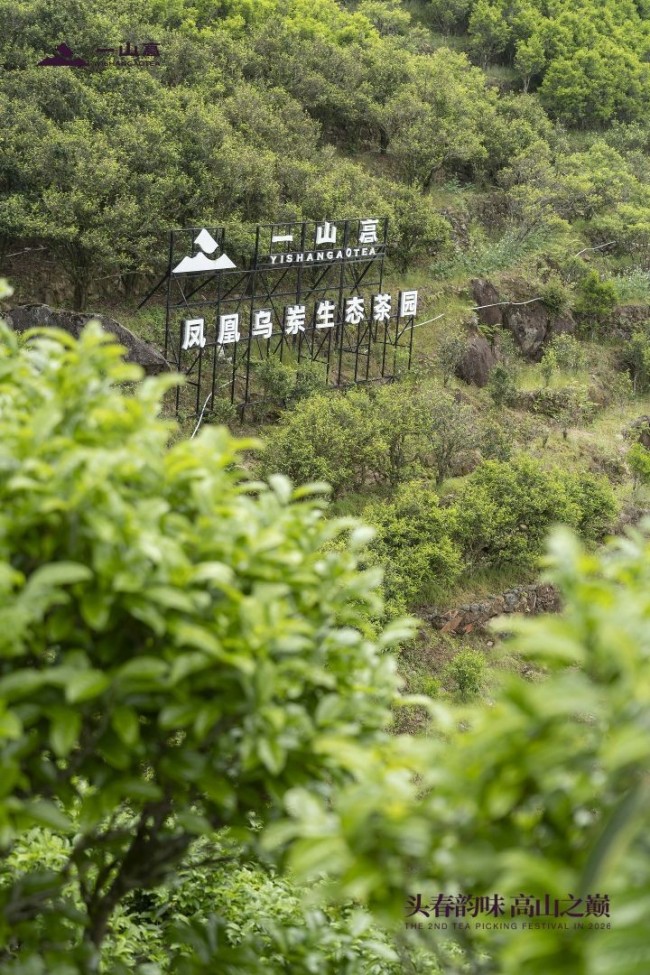 一山高第二届春茶文化节圆满举办 以茶为媒赋能品牌发展，传递单丛文化魅力