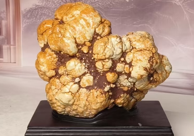 【名石典藏】《金獒守瑞》西藏丁青象牙玉籽料・藏獒象形奇石