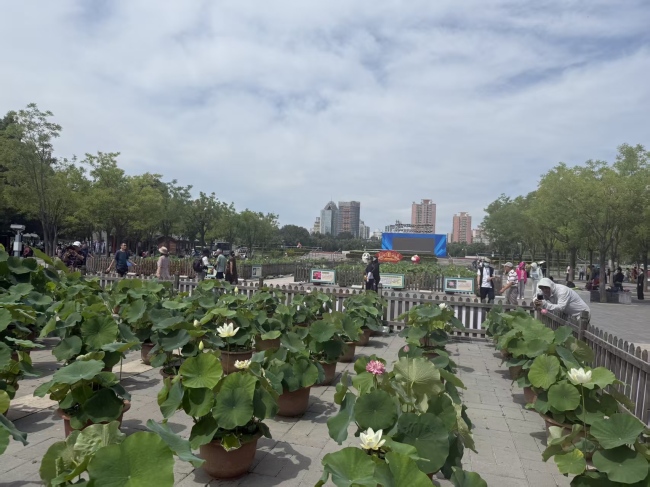 莲花池公园第二十六届荷花文化季启幕 380余种荷莲盛放至8月底