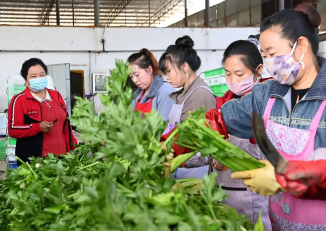 绽放在榆中大地上的坚韧蔬菜花