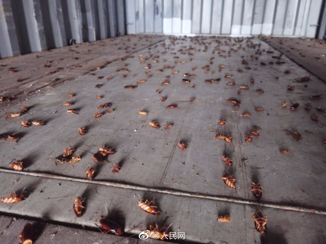 被吓哭了！厦门海关进境空箱中截获2000只活蟑螂