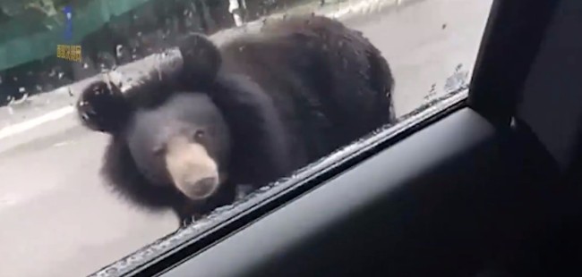 熊孩子遇到真熊！小孩在景区违规投喂惹黑熊扒车窗
