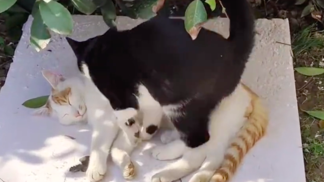 依偎在一起的两只猫咪 网友：好羡慕它们的生活