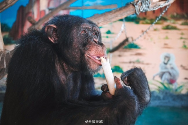 DNA动了！山东黑猩猩一天一棵大葱三四瓣蒜
