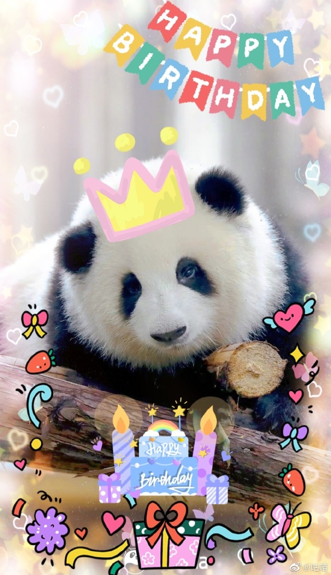 我的宝宝！大熊猫萌兰8岁生日快乐！