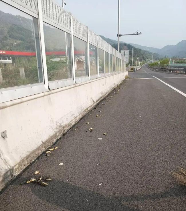 多只二级保护鸟撞死 飞行中撞上高速路旁的透明隔音墙