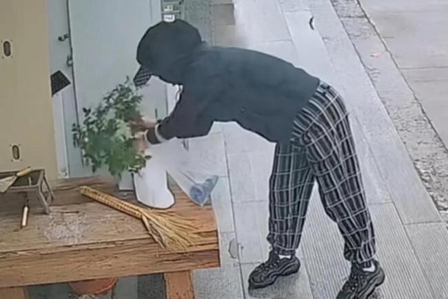 扎心了！女子看别人绿植好上手揪 下一秒把脚崴了