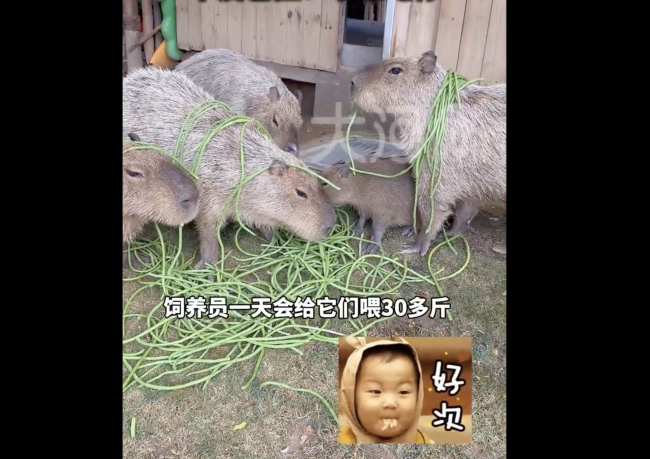 飼養(yǎng)員一天喂卡皮巴拉800根豆角 動物園的“越獄大師”