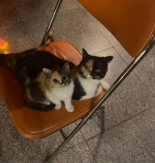 小猫生了一模一样的自己 粘贴复制的奇迹