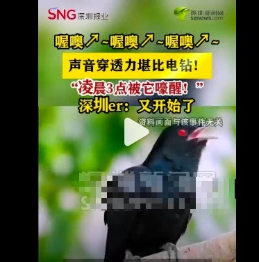 不少深圳东谈主凌晨3点被它嚎醒