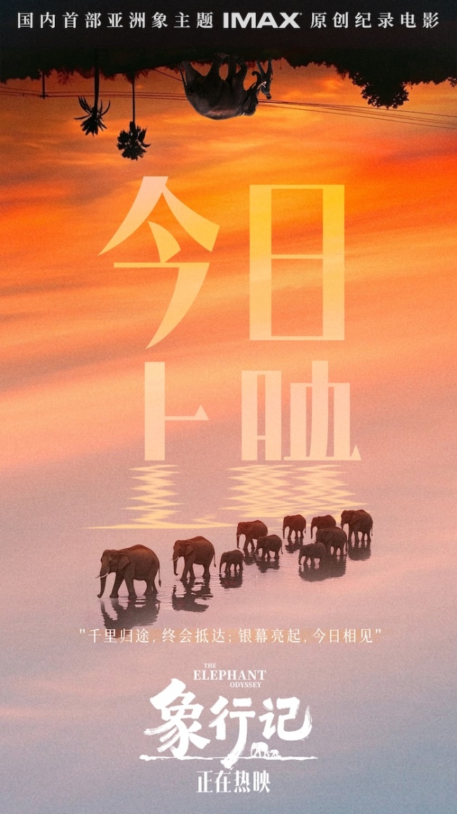 纪录电影《象行记》今日上映，奔赴雨林聆听生命回响