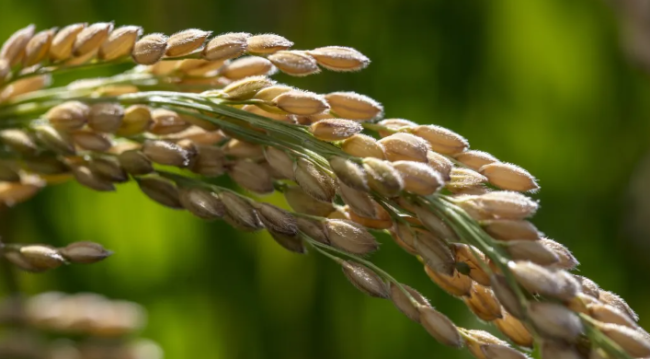2012年审定的“超级稻”品种金优785属于籼型三系水稻。它容重小且完整壳率高，更容易降低酒的异杂味。