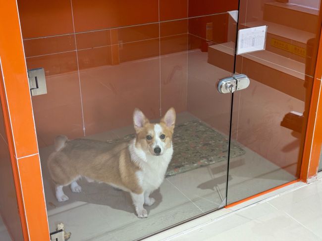 春节宠物寄养“一屋难求”