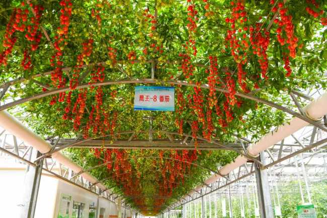 科技赋能，潍坊寿光菜博会让“寿光模式”产业化