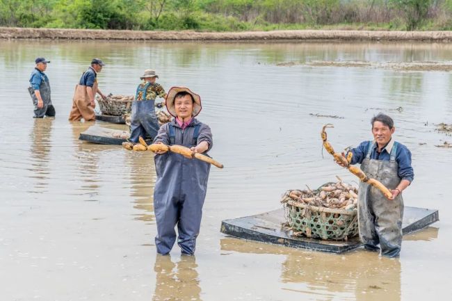张海晖（前左）与师傅们一同栽藕。通讯员付琪 摄