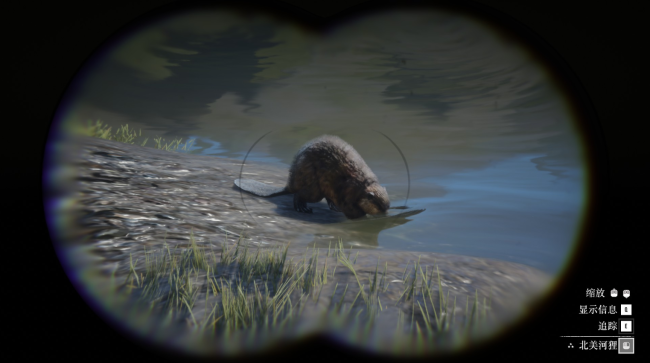 《荒野大镖客2》动物北美河狸在哪里找