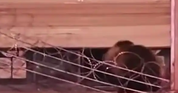 刷视频刷到饭店被两只黑熊破门闯入!店主懵了