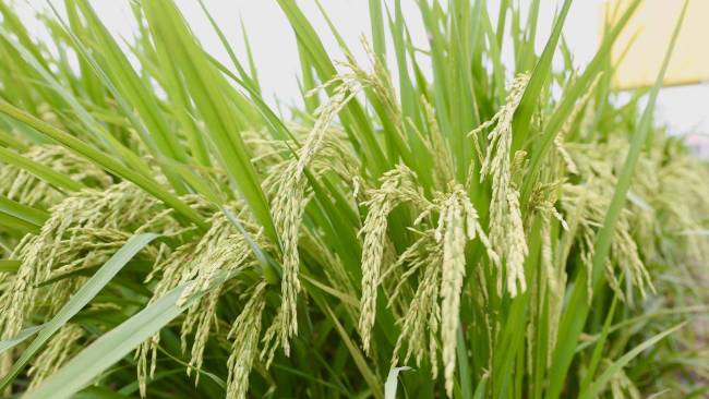 广州截至10月末粮食库存总量240.9万吨 稻谷收入量量环比下跌22.2%