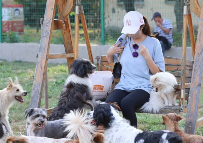 从街头流浪到心灵治愈：疗愈犬公益项目点亮流浪犬的“第二人生”