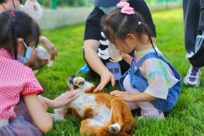 从街头流浪到心灵治愈：疗愈犬公益项目点亮流浪犬的“第二人生”