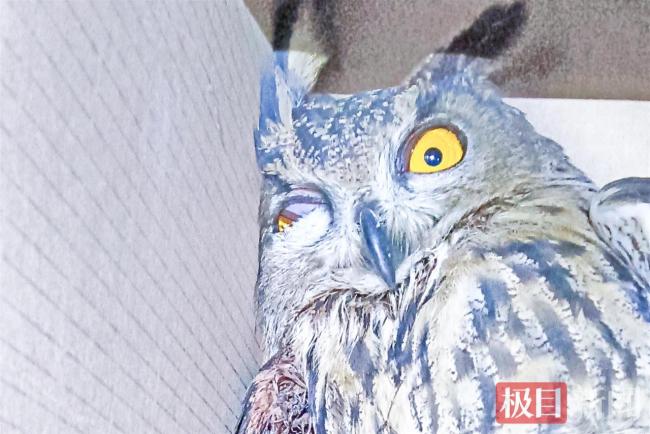 守护天鹅栖息地，“行走中国公益俱乐部”为武穴一秀农场注入生态保护新动能