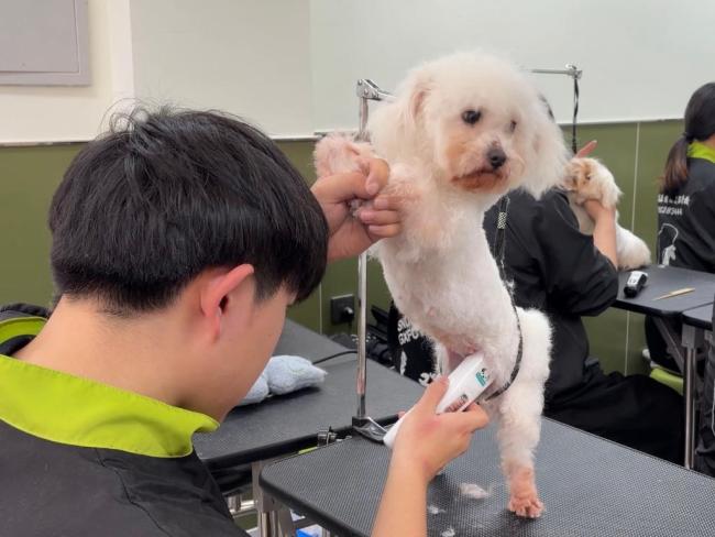 在鞍山，“宠物友好”新职业走热……