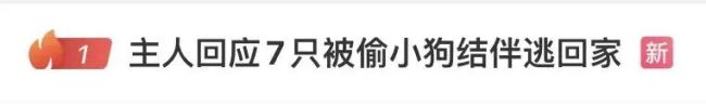 感动全网的“汪汪队”！同村7只狗被偷，结伴逃亡17公里回家，其中一只疑似受伤被其他小狗护在中间，救助基地：它们是邻居，一直一起玩耍