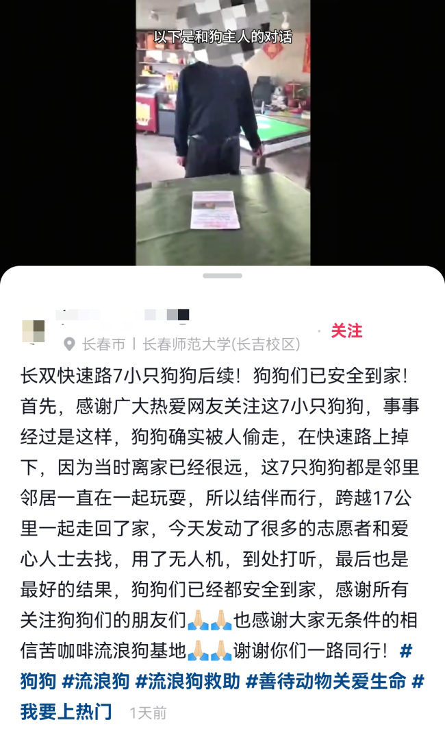 感动全网的“汪汪队”！同村7只狗被偷，结伴逃亡17公里回家，其中一只疑似受伤被其他小狗护在中间，救助基地：它们是邻居，一直一起玩耍