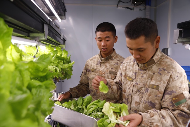 秋天，来和高原兵哥丰收大棚啦！